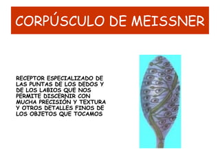 CORPÚSCULO DE MEISSNER
RECEPTOR ESPECIALIZADO DE
LAS PUNTAS DE LOS DEDOS Y
DE LOS LABIOS QUE NOS
PERMITE DISCERNIR CON
MUCHA PRECISIÓN Y TEXTURA
Y OTROS DETALLES FINOS DE
LOS OBJETOS QUE TOCAMOS
 