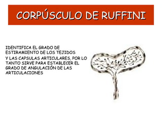 CORPÚSCULO DE RUFFINICORPÚSCULO DE RUFFINI
IDENTIFICA EL GRADO DEIDENTIFICA EL GRADO DE
ESTIRAMIENTO DE LOS TEJIDOSESTIRAMIENTO DE LOS TEJIDOS
Y LAS CAPSULAS ARTICULARES, POR LOY LAS CAPSULAS ARTICULARES, POR LO
TANTO SIRVE PARA ESTABLECER ELTANTO SIRVE PARA ESTABLECER EL
GRADO DE ANGULACIÓN DE LASGRADO DE ANGULACIÓN DE LAS
ARTICULACIONESARTICULACIONES
 