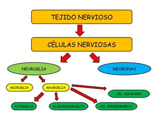TEJIDO NERVIOSO
CÉLULAS NERVIOSAS
NEUROGLIA NEURONAS
MICROGLIA MACROGLIA
ASTROGLIA OLIGODENDROGLIA CEL. EPENDIMARIAS
CEL. SCHWANN
 
