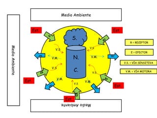 MedioAmbiente
Medio Ambiente
MedioAmbiente
S.
N.
C.
R
R
R
R
R
Est.
Est.
Est.
Est.
Est.
V.S
V.S
V.S
V.S
V.S
E
E
E
E
V.M.
V.M.
V.M.
V.M.
R = RECEPTOR
E = EFECTOR
V.S. = VÍA SENSITIVA
V.M. = VÍA MOTORA
 
