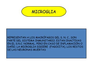 MICROGLIA
REPRESENTAN A LOS MACRÓFAGOS DEL S. N. C., SON
PARTE DEL SISTEMA INMUNITARIO. ESTAN INACTIVAS
EN EL S.N.C. NORMAL, PERO EN CASO DE INFLAMACIÓN O
DAÑO, LA MICROGLIA DIGIERE (FAGOCITA), LOS RESTOS
DE LAS NEURONAS MUERTAS
 