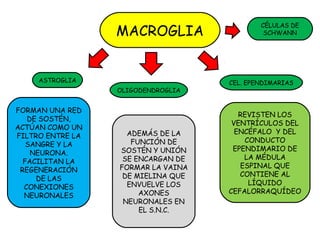 MACROGLIA
ASTROGLIA
OLIGODENDROGLIA
CEL. EPENDIMARIAS
FORMAN UNA RED
DE SOSTÉN,
ACTÚAN COMO UN
FILTRO ENTRE LA
SANGRE Y LA
NEURONA.
FACILITAN LA
REGENERACIÓN
DE LAS
CONEXIONES
NEURONALES
ADEMÁS DE LA
FUNCIÓN DE
SOSTÉN Y UNIÓN
SE ENCARGAN DE
FORMAR LA VAINA
DE MIELINA QUE
ENVUELVE LOS
AXONES
NEURONALES EN
EL S.N.C.
REVISTEN LOS
VENTRÍCULOS DEL
ENCÉFALO Y DEL
CONDUCTO
EPENDIMARIO DE
LA MÉDULA
ESPINAL QUE
CONTIENE AL
LÍQUIDO
CEFALORRAQUÍDEO
CÉLULAS DE
SCHWANN
 
