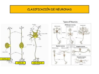 CLASIFICACIÓN DE NEURONAS
BIPOLAR
UNIPOLAR
MULTIPOLAR
 
