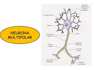 NEURONA
MULTIPOLAR
 