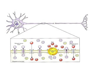 Axón de una neurona en reposo
 
