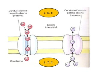 Conductos iónicos pasivos
L. E. C.
L. I. C.
 