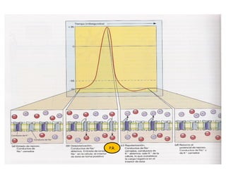 Acción de los conductos iónicos activados por voltaje
P.R.
 
