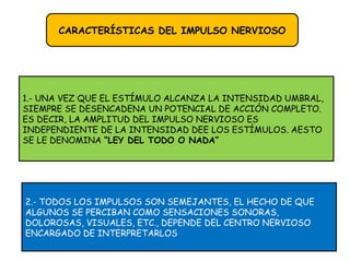 CARACTERÍSTICAS DEL IMPULSO NERVIOSO
2.- TODOS LOS IMPULSOS SON SEMEJANTES, EL HECHO DE QUE
ALGUNOS SE PERCIBAN COMO SENSACIONES SONORAS,
DOLOROSAS, VISUALES, ETC., DEPENDE DEL CENTRO NERVIOSO
ENCARGADO DE INTERPRETARLOS
1.- UNA VEZ QUE EL ESTÍMULO ALCANZA LA INTENSIDAD UMBRAL,
SIEMPRE SE DESENCADENA UN POTENCIAL DE ACCIÓN COMPLETO.
ES DECIR, LA AMPLITUD DEL IMPULSO NERVIOSO ES
INDEPENDIENTE DE LA INTENSIDAD DEE LOS ESTÍMULOS. AESTO
SE LE DENOMINA “LEY DEL TODO O NADA”
 