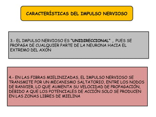 CARACTERÍSTICAS DEL IMPULSO NERVIOSO
3.- EL IMPULSO NERVIOSO ES “UNIDIRECCIONAL” , PUES SE
PROPAGA DE CUALQUIER PARTE DE LA NEURONA HACIA EL
EXTREMO DEL AXÓN
4.- EN LAS FIBRAS MIELINIZADAS, EL IMPULSO NERVIOSO SE
TRANSMITE POR UN MECANISMO SALTATORIO, ENTRE LOS NODOS
DE RANVIER, LO QUE AUMENTA SU VELOCIDAD DE PROPAGACIÓN,
DEBIDO A QUE LOS POTENCIALES DE ACCIÓN SOLO SE PRODUCEN
EN LAS ZONAS LIBRES DE MIELINA
 