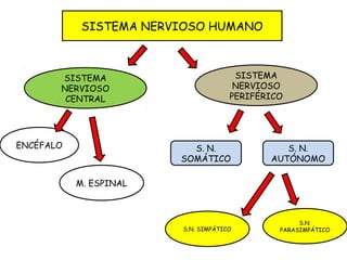 SISTEMA NERVIOSO HUMANO
SISTEMA
NERVIOSO
CENTRAL
SISTEMA
NERVIOSO
PERIFÉRICO
ENCÉFALO
S.N. SIMPÁTICO
S. N.
SOMÁTICO
S. N.
AUTÓNOMO
M. ESPINAL
S.N.
PARASIMPÁTICO
 