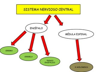 ENCÉFALO
CEREBRO
MÉDULA ESPINAL
CEREBELO
SISTEMA NERVIOSO CENTRAL
TRONCO
ENCEFÁLICO
31 MIELÓMEROS
 