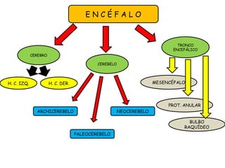 CEREBRO
CEREBELO
TRONCO
ENCEFÁLICO
H. C. IZQ. H. C. DER.
ARCHICEREBELO
PALEOCEREBELO
NEOCEREBELO
MESENCÉFALO
PROT. ANULAR
BULBO
RAQUÍDEO
E N C É F A L O
 