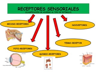 RECEPTORES SENSORIALES
(CLASIFICACIÓN DE ACUERDO AL TIPO DE ESTÍMULO)
MECANO-RECEPTORES
FOTO-RECEPTORES
QUIMIO-RECEPTORES
TERMO-RECEPTOR
NOCICEPTORES
 
