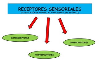 RECEPTORES SENSORIALES
(CLASIFICACIÓN DE ACUERDO A LA PROCEDENCIA DEL ESTÍMULO)
EXTEROCEPTORES
PROPRIOCEPTORES
INTEROCEPTORES
 