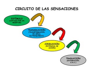 CIRCUITO DE LAS SENSACIONES
ESTÍMULO
(CAPTADO POR UN
RECEPTOR)
TRANSDUCCIÓN
(TRANSFORMACIÓN
EN SEÑAL
ELCTROQUÍMICA)
CONDUCCIÓN
(POTENCIAL DE
ACCIÓN)
TRADUCCIÓN
(INTEGRACIÓN,
S.N.C.)
 