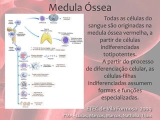 Medula Óssea	Todas as células do sangue são originadas na medula óssea vermelha, a partir de células indiferenciadas totipotentes.	A partir do processo de diferenciação celular, as células-filhas indiferenciadas assumem formas e funções especializadas.