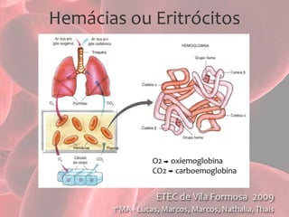 Hemácias ou EritrócitosA célula precursora da hemácia é o eritroblasto,  presente na medula óssea vermelha, onde tem origem a partir de células-tronco mielóides