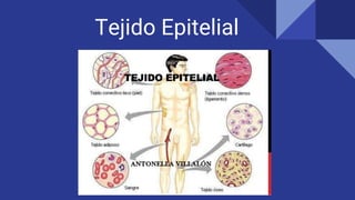 Tejido Epitelial
 