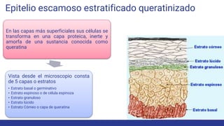 Epitelio escamoso estratificado queratinizado
En las capas más superficiales sus células se
transforma en una capa proteica, inerte y
amorfa de una sustancia conocida como
queratina
Vista desde el microscopio consta
de 5 capas o estratos
• Estrato basal o germinativo
• Estrato espinoso o de célula espinoza
• Estrato granuloso
• Estrato lúcido
• Estrato Córneo o capa de queratina
 