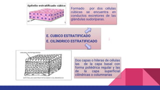 Formado por dos células
cúbicas se encuentra en
conductos excretores de las
glándulas sudoríparas.
E. CUBICO ESTRATIFICADO
E. CILÍNDRICO ESTRATIFICADO
Dos capas o hileras de células
las de la capa basal con
forma poliédrica regular y las
de la capa superficial
cilíndricas o columnarias
 