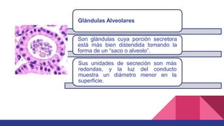 Glándulas Alveolares
Son glándulas cuya porción secretora
está más bien distendida tomando la
forma de un “saco o alveolo”.
Sus unidades de secreción son más
redondas, y la luz del conducto
muestra un diámetro menor en la
superficie.
 