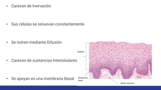 • Carecen de Inervación
• Sus células se renuevan constantemente
• Se nutren mediante Difusión
• Carecen de sustancias Intercelulares
• Se apoyan en una membrana Basal
 
