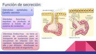 Función de secreción:
Glándulas epiteliales o
Epitelio secretor
Glándulas Exocrinas :
expulsan su producto al
exterior a través de un
sistema de conductos
Glándulas Endocrinas : no tiene un
sistema de conductos para el
transporte de sustancias pues se
encuentran en relación con los
capilares sanguíneos penetran en
ella y por difusión distribuyen su
producto por todo el organismo.
 
