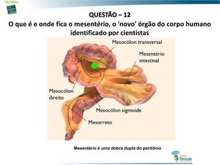 QUESTÃO – 12
O que é e onde fica o mesentério, o 'novo' órgão do corpo humano
identificado por cientistas
Mesentério é uma dobra dupla do peritônio
 