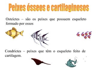 Peixes ósseos e cartilaginosos Osteíctes – são os peixes que possuem esqueleto formado por ossos  Condríctes – peixes que têm o esqueleto feito de cartilagem. 