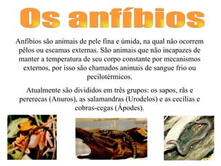 Os anfíbios Anfíbios são animais de pele fina e úmida, na qual não ocorrem pêlos ou escamas externas. São animais que não incapazes de manter a temperatura de seu corpo constante por mecanismos externos, por isso são chamados animais de sangue frio ou pecilotérmicos. Atualmente são divididos em três grupos: os sapos, rãs e pererecas (Anuros), as salamandras (Urodelos) e as cecílias e cobras-cegas (Ápodes). 