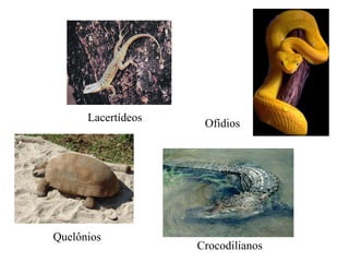 Quelônios Crocodilianos Lacertídeos Ofídios 