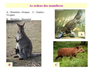 As ordens dos mamíferos A – Prototério - Oviparo  C – Eutério - Viviparo B – Metatério - Marsupial B A C 