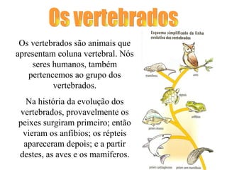 Os vertebrados Os vertebrados são animais que apresentam coluna vertebral. Nós seres humanos, também pertencemos ao grupo dos vertebrados. Na história da evolução dos vertebrados, provavelmente os peixes surgiram primeiro; então vieram os anfíbios; os répteis apareceram depois; e a partir destes, as aves e os mamíferos. 