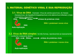 3. MATERIAL GENÉTICO VIRAL E SUA REPRODUÇÃO

    3.1. Vírus de DNA:          Exemplo: Vírus da varíola (poxvírus), do herpes
       (herpesvírus), da hepatite B (hepadnavírus) e do adenovírus (infectam o trato
       respiratório e digestório).
      DNA                RNAm          síntese de proteínas virais

                                              DNA + proteínas= novos vírus
                  DNA
    Auto-replicação


 3.2. Vírus de RNA simples: há três formas, reproduzindo-se basicamente
   conforme o esquema abaixo:
         RNA        RNAm                 síntese de proteínas virais

                                              RNA + proteínas = novos vírus

                  RNA
       Auto-replicação
 