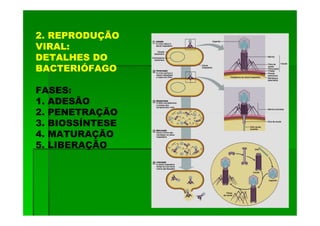2. REPRODUÇÃO
VIRAL:
DETALHES DO
BACTERIÓFAGO

FASES:
1. ADESÃO
2. PENETRAÇÃO
3. BIOSSÍNTESE
4. MATURAÇÃO
5. LIBERAÇÃO
 