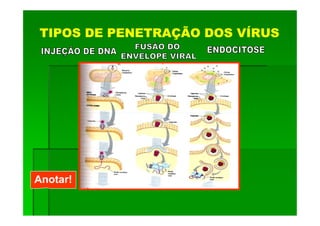 TIPOS DE PENETRAÇÃO DOS VÍRUS




Anotar!
 