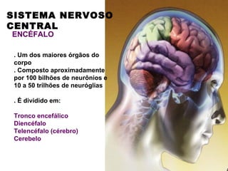 SISTEMA NERVOSO
CENTRAL
ENCÉFALO

 . Um dos maiores órgãos do
 corpo
 . Composto aproximadamente
 por 100 bilhões de neurônios e
 10 a 50 trilhões de neuróglias

 . É dividido em:

 Tronco encefálico
 Diencéfalo
 Telencéfalo (cérebro)
 Cerebelo
 
