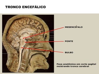 TRONCO ENCEFÁLICO
 