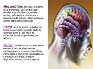 Mesencéfalo: conecta-se a ponte
e ao diencéfalo. Contém funções:
reflexos dos movimentos, reflexo
pupilar, reflexos que comandam o
movimento da cabeça, olhos, pescoço
e para sobressaltos (sustos)

Ponte: situa-se acima do bulbo e à
frente do cerebelo. Conecta parte do
encéfalo entre si, por meio de
conexões formadas por feixes de
axônios.


Bulbo: contém vários núcleos, entre
eles os principais são – centro
cardiovascular e o centro respiratório.
Além desses, há nervos associados às
sensações de toque, pressão,
deglutição, vômito, tosse e espirro.
 