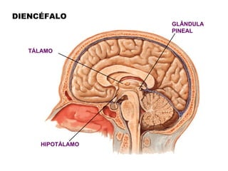DIENCÉFALO
                  GLÂNDULA
                  PINEAL


  TÁLAMO




     HIPOTÁLAMO
 