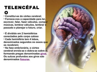 TELENCÉFAL
O
• Constitui-se do córtex cerebral;
• Fornece-nos a capacidade para ler,
escrever, falar, fazer cálculos, compor
músicas, lembrar cálculos, lembrar o
passado e planejar o futuro, criar.

• É dividido em 2 hemisférios
conectados pelo corpo caloso
• Cada hemisfério tem 4 lobos,
denominados segundos os ossos que
os recobrem;
• Na fase embrionária, o córtex
cerebral enrola-se e dobra-se sobre si,
formando pregas denominadas giros.
Os sulcos profundos aos giros são
denominados fissuras.
 