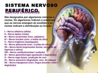 SISTEMA NERVOSO
PERIFÉRICO
NERVOS CRANIANOS
São designados por algarismos romanos e
nomes. Os algarismos indicam a ordem em
que os nervos emergem do encéfalo e os
nomes indicam a distribuição ou função.

I – Nervo olfatório (olfato)
II – Nervo óptico (visão)
III – Nervo oculomotor (mov. pálpebra)
IV – Nervo troclear (mov. o bulbo do olho)
V – Nervo trigêmeo (mastigação)
VI – Nervo abducente (mov. o bulbo do olho)
VII – Nervo facial (expressões faciais, secreção de
lágrimas e saliva)
VIII – Nervo vestíbulococlear ( audição)
IX – Nervo glossofaríngeo (gustação e deglutição)
X – Nervo vago (tosse, produção da voz)
XI – Nervo acessório (deglutição, mov. da cabeça)
XII – Nervo hipoglosso (mov. língua durante a fala e
deglutição)
 