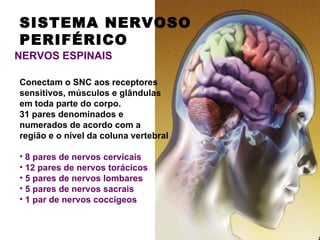 SISTEMA NERVOSO
PERIFÉRICO
NERVOS ESPINAIS

Conectam o SNC aos receptores
sensitivos, músculos e glândulas
em toda parte do corpo.
31 pares denominados e
numerados de acordo com a
região e o nível da coluna vertebral

• 8 pares de nervos cervicais
• 12 pares de nervos torácicos
• 5 pares de nervos lombares
• 5 pares de nervos sacrais
• 1 par de nervos coccígeos
 