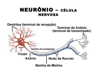 NEURÔNIO –    CÉLULA
    NERVOSA
 