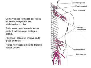 Os nervos são formados por feixes
de axônio que podem ser
mielinizados ou não.
Endoneuro: membrana de tecido
conjuntivo frouxo que protege o
axônio.
Perineuro: capa que envolve cada
grupo de fibras.
Plexos nervosos: ramos de diferente
nervos unidos
 