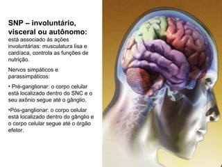 SNP – involuntário,
visceral ou autônomo:
está associado às ações
involuntárias: musculatura lisa e
cardíaca, controla as funções de
nutrição.
Nervos simpáticos e
parassimpáticos:
• Pré-ganglionar: o corpo celular
está localizado dentro do SNC e o
seu axônio segue até o gânglio.
•Pós-ganglionar: o corpo celular
está localizado dentro do gânglio e
o corpo celular segue até o órgão
efetor.
 