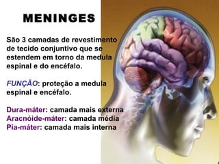 MENINGES
São 3 camadas de revestimento
de tecido conjuntivo que se
estendem em torno da medula
espinal e do encéfalo.

FUNÇÃO: proteção a medula
espinal e encéfalo.

Dura-máter: camada mais externa
Aracnóide-máter: camada média
Pia-máter: camada mais interna
 