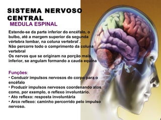 SISTEMA NERVOSO
CENTRAL
MEDULA ESPINAL
Estende-se da parte inferior do encéfalo, o
bulbo, até a margem superior da segunda
vértebra lombar, na coluna vertebral`.
Não percorre todo o comprimento da coluna
vertebral
Os nervos que se originam na porção mais
inferior, se angulam formando a cauda equina

Funções:
• Conduzir impulsos nervosos do corpo para o
encéfalo
• Produzir impulsos nervosos coordenando atos
como, por exemplo, o reflexo involuntário.
• Ato reflexo: resposta involuntária
• Arco reflexo: caminho percorrido pelo impulso
nervoso.
 