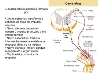 Um arco reflexo simples é formado
               por:

• Órgão sensorial: transforma o
estímulo do meio em impulso
nervoso
• Nervo aferente (sensorial):
conduz o impulso produzido até o
centro nervoso
• Nervo associativo: traduz a
informação sensorial e elabora a
resposta. Situa-se na medula.
• Nervo eferente (motor): conduz
resposta até o órgão efetor.
• Órgão efetor: executor da
resposta.
 