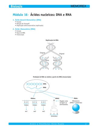Módulo 16· Ácidos nucleicos: DNA e RNA
Ácido desoxirribonucleico (DNA)1.
Função•	
Relação de Chargaff•	
Duplicação semiconservativa (replicação)•	
Ácido ribonucleico (RNA)2.
Função•	
Tipos de RNA•	
Transcrição•	
Replicação do DNA
Original
Original
NovaNova
Produção de RNA no núcleo a partir do DNA (transcrição)
A
Códon
aa1
U C G
Códon
aa2
C U A
Códon
aa3
A C
U
Anticódon
aa
Região onde
se ligam os
aminoácidos.
Ribossomo
(RNAr + proteínas)
A G
RNAm:
DNA
RNA
RNAt: RNAr:
Enem e Vestibular Dose Dupla 10
Biologia MEMOREX
 